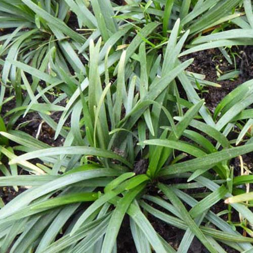 Bakker Vivaces Ophiopogon japonicus Minor couvre-sol pot 9cm