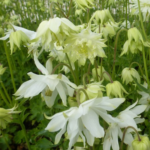 Bakker Ancolie White Barlow vivace godet 9cm blanche