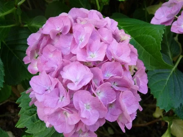 Chambellan hortensia macrophylla godet fleurs rondes