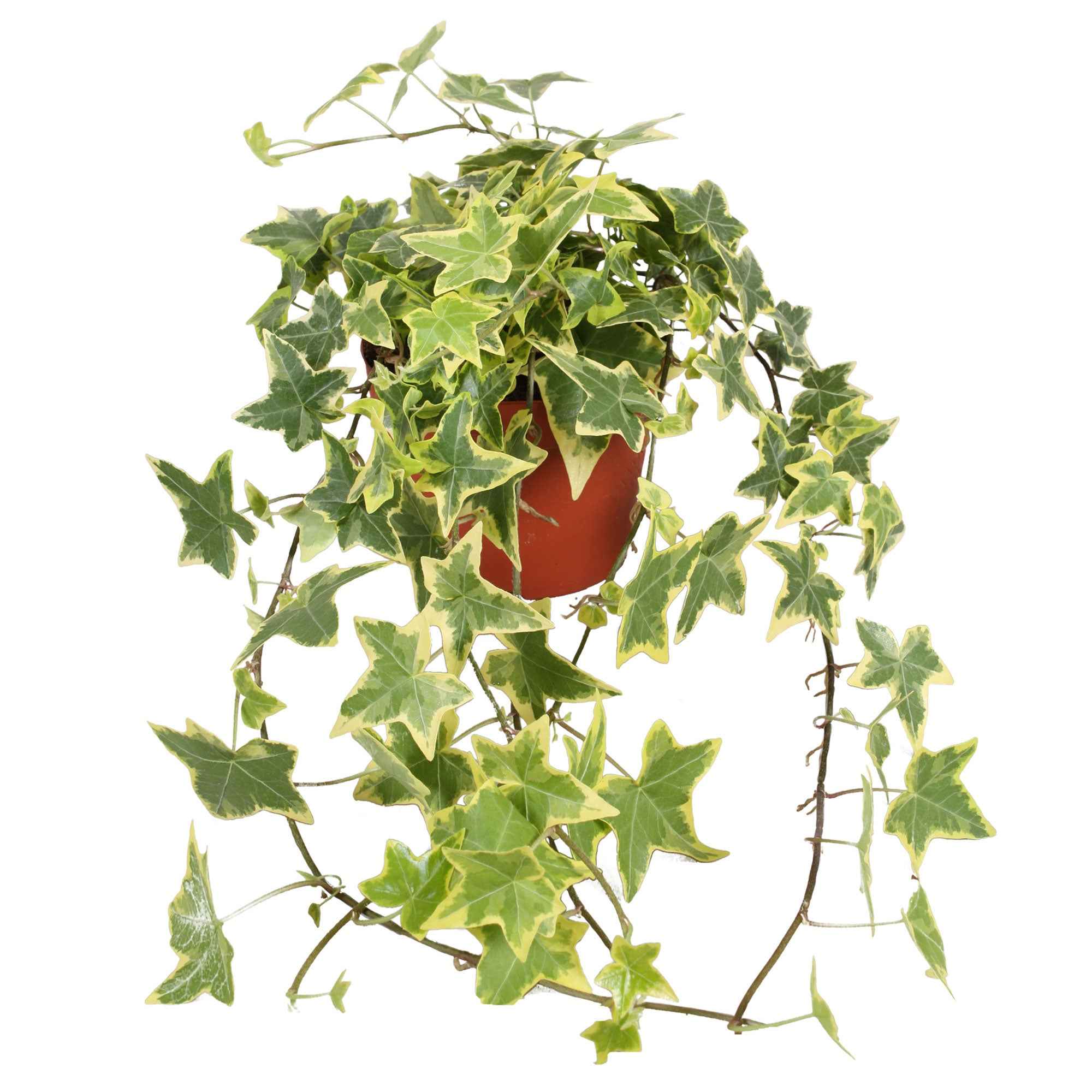Bakker Lierre Goldchild Hedera helix pot 13cm 20-30cm panaché