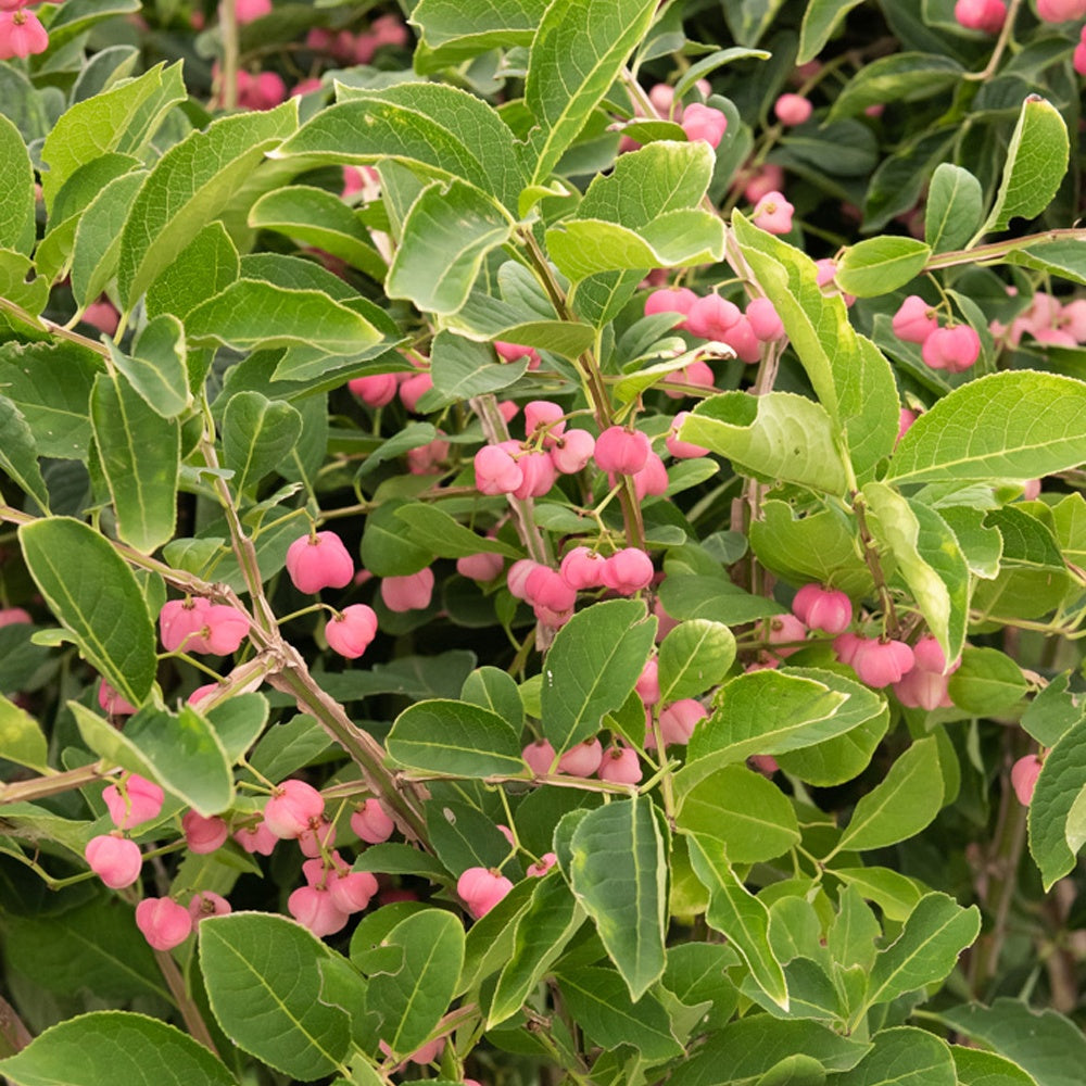 Bakker Fusain de Chine Euonymus phellomanus arbuste pot 2L