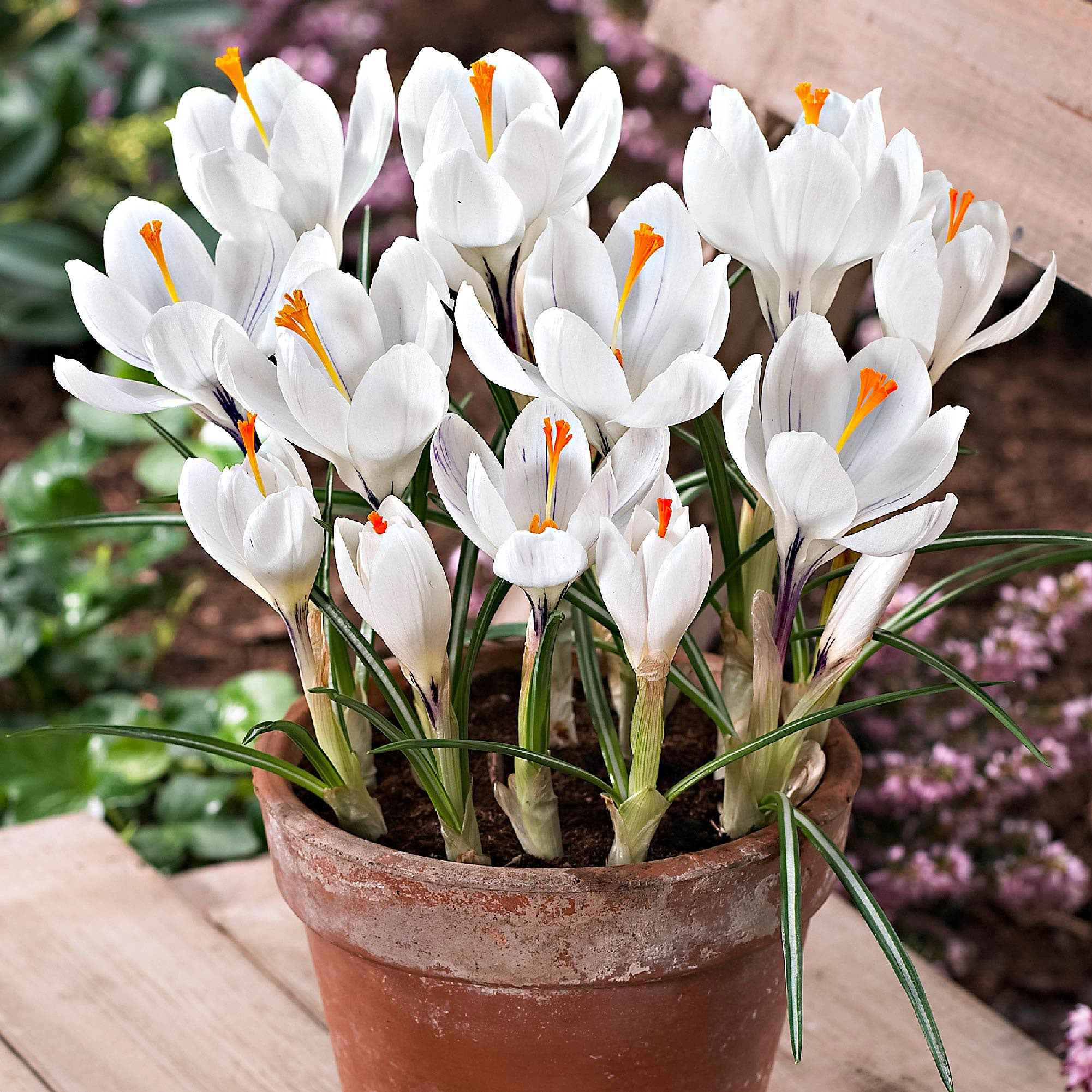 Bakker Jeanne d'Arc crocus blanc sachet 15 bulbes