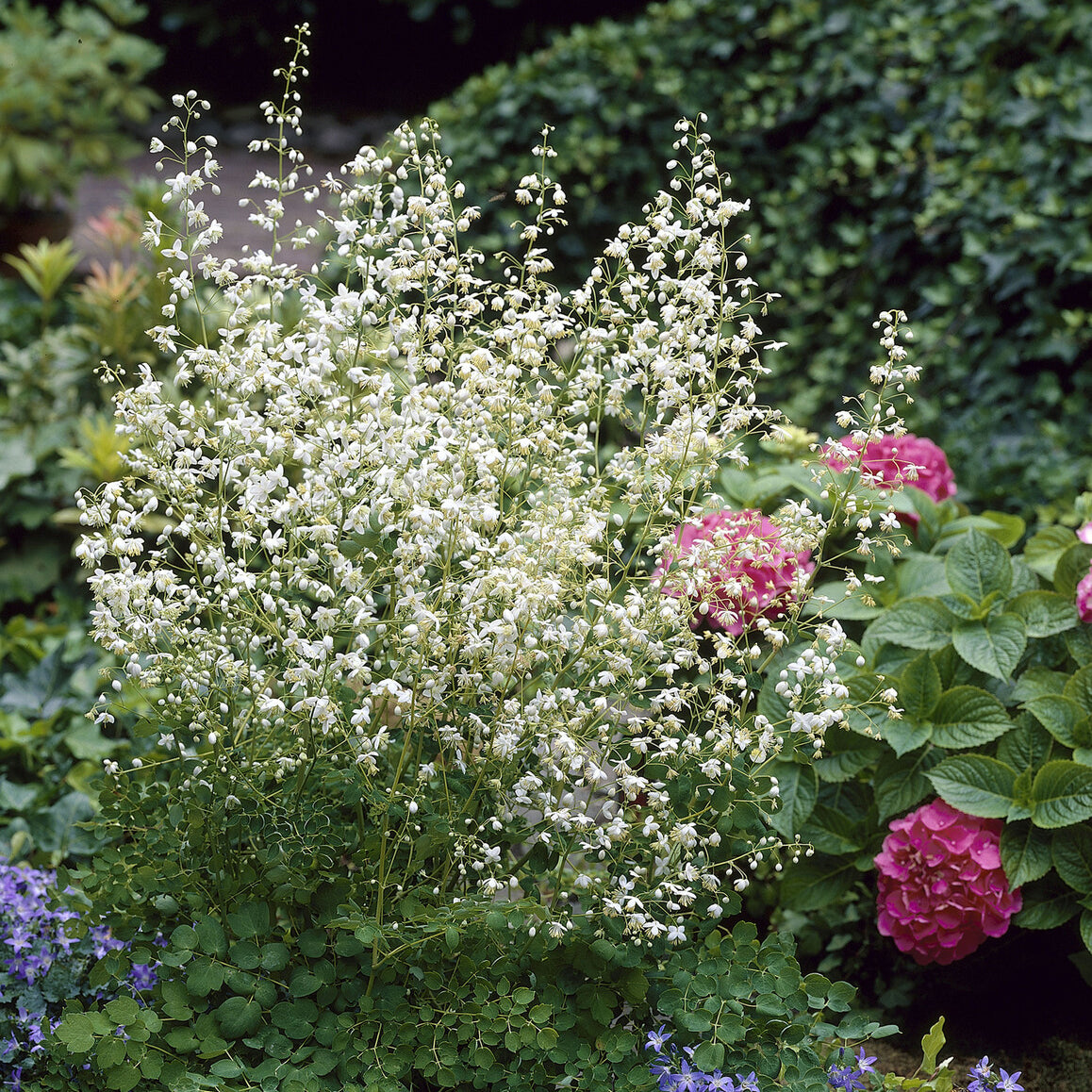 Bakker Pigamon Delavayi blanc plante vivace pot Ø9cm fleurs crème