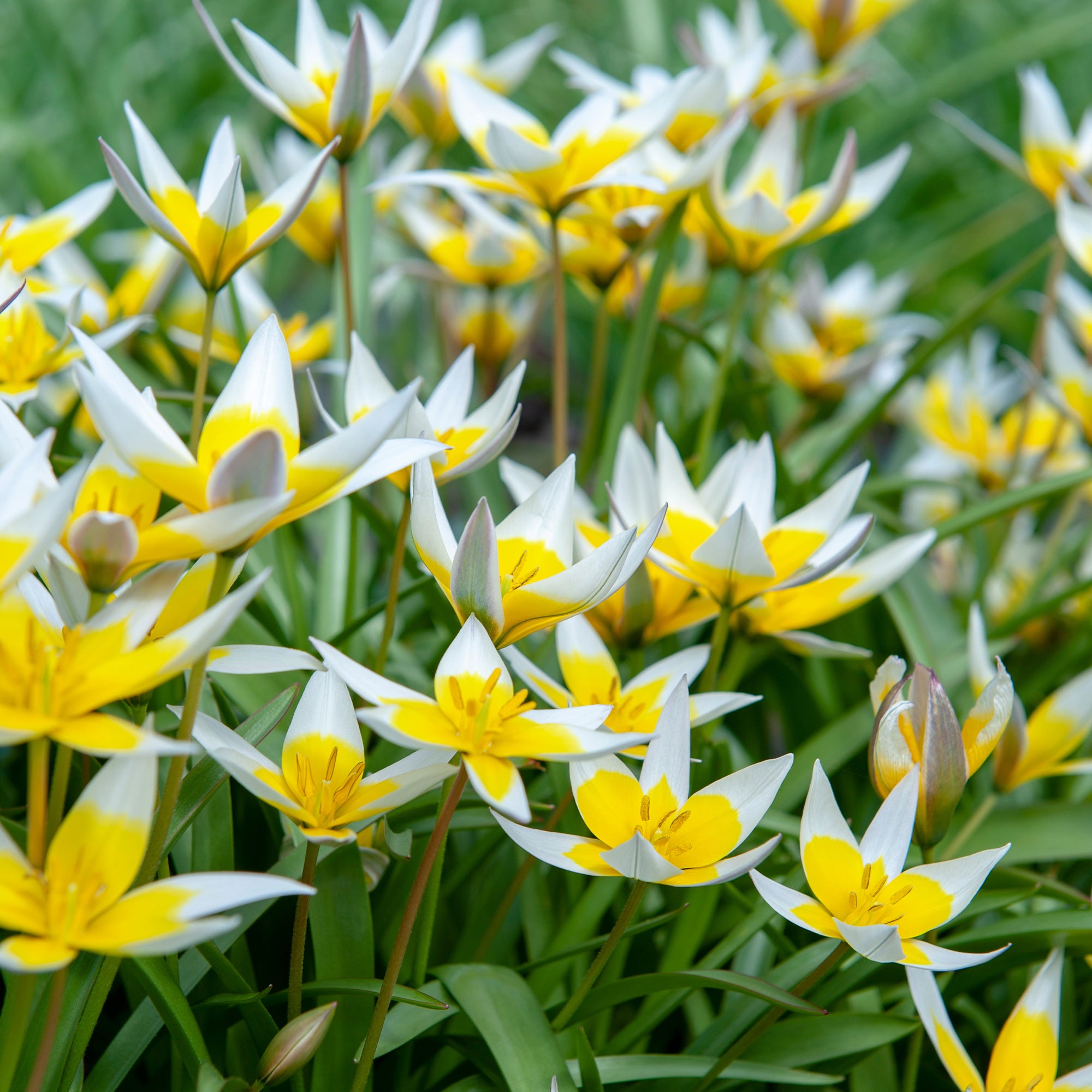 Bakker Tulipa Tarda tulipe botanique sachet 10 bulbes jaune