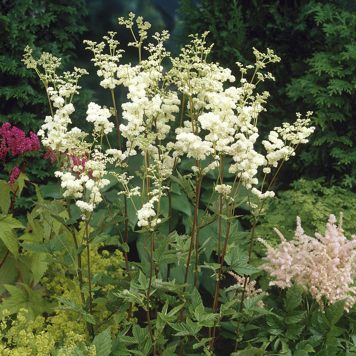 Bakker Reine des prés Plena vivace pot 9cm fleurs doubles blanches