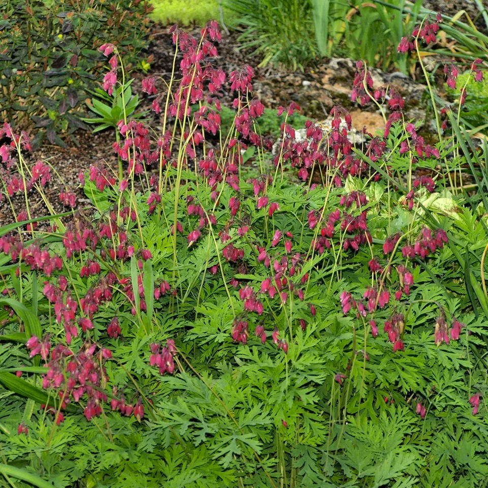 Passion Vivaces Dicentra Bacchanal cœur de Marie pot rouge pourpre