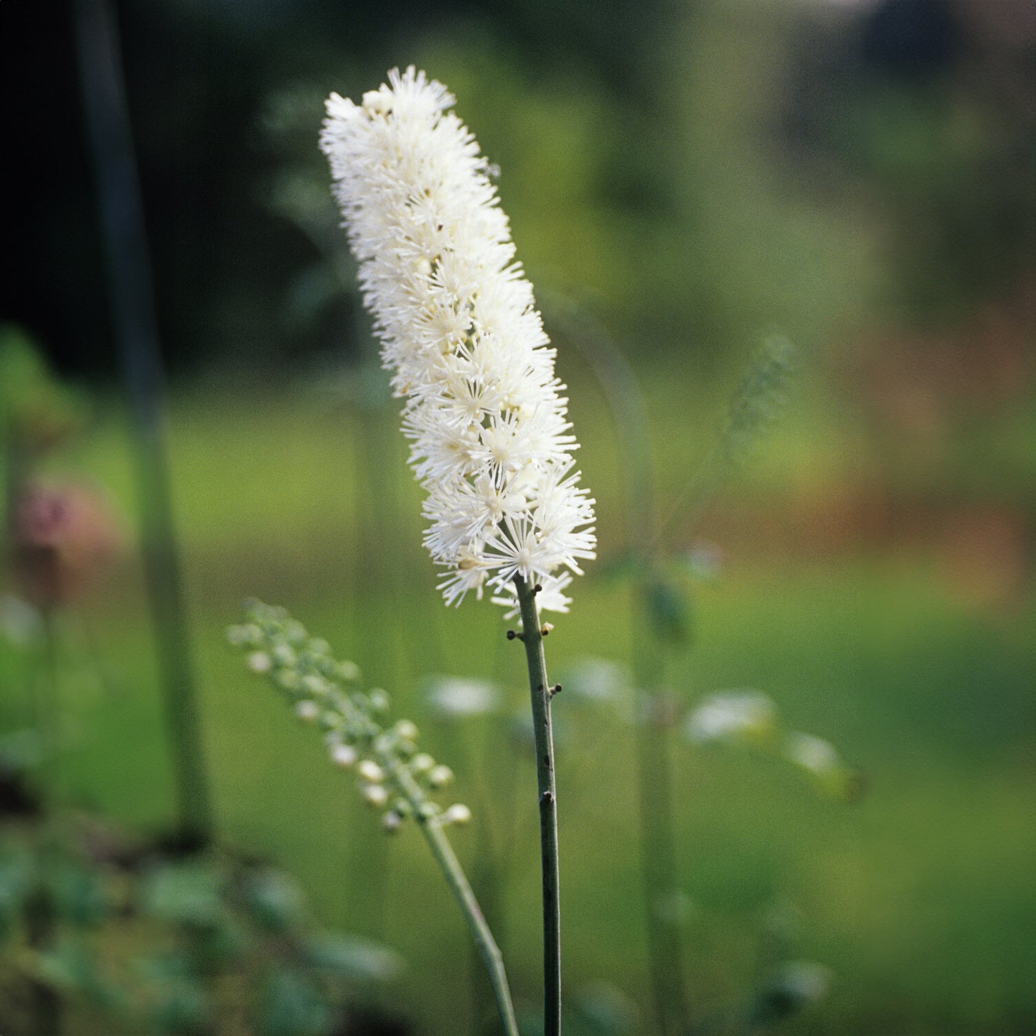 Bakker Cierge d'argent Bugbane plante vivace pot Ø 9cm blanc