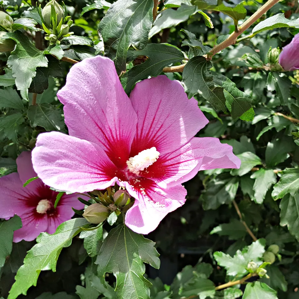 Bakker Flower Tower Purple hibiscus colonnaire violet pot