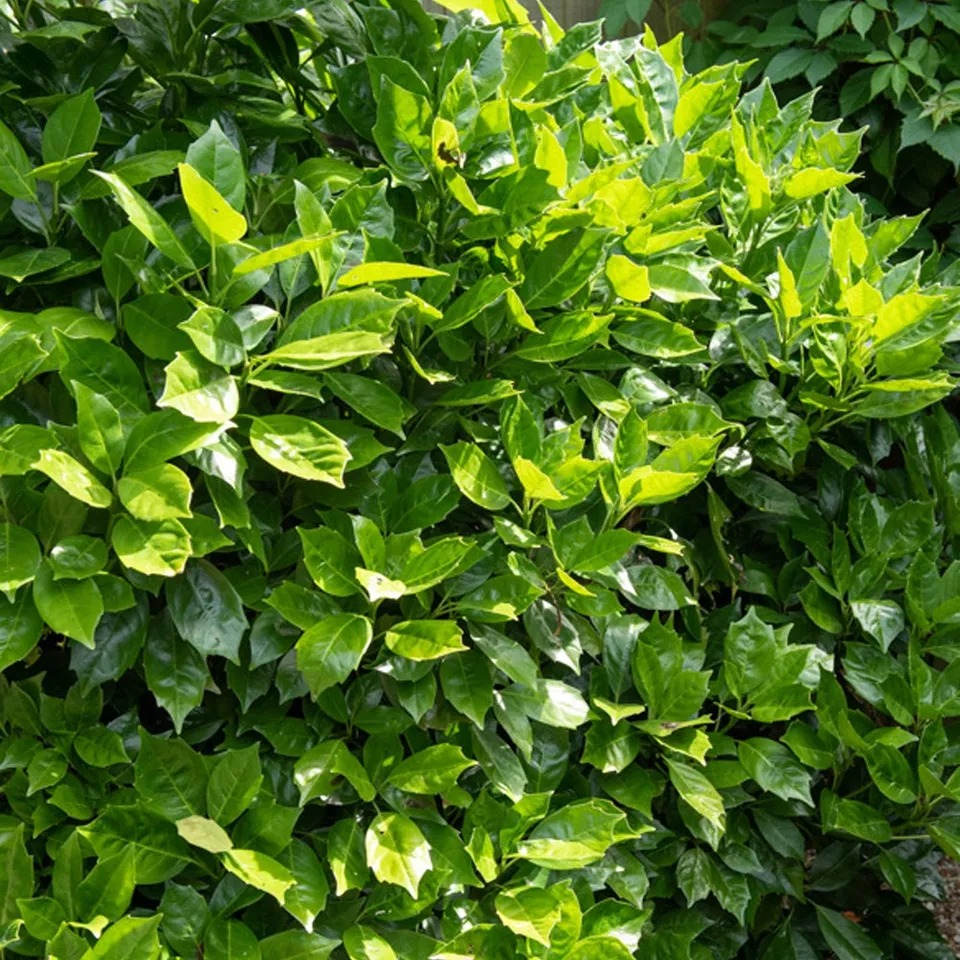 Bakker Aucuba Japon Rozannie arbuste pot 2L persistant 20-30cm