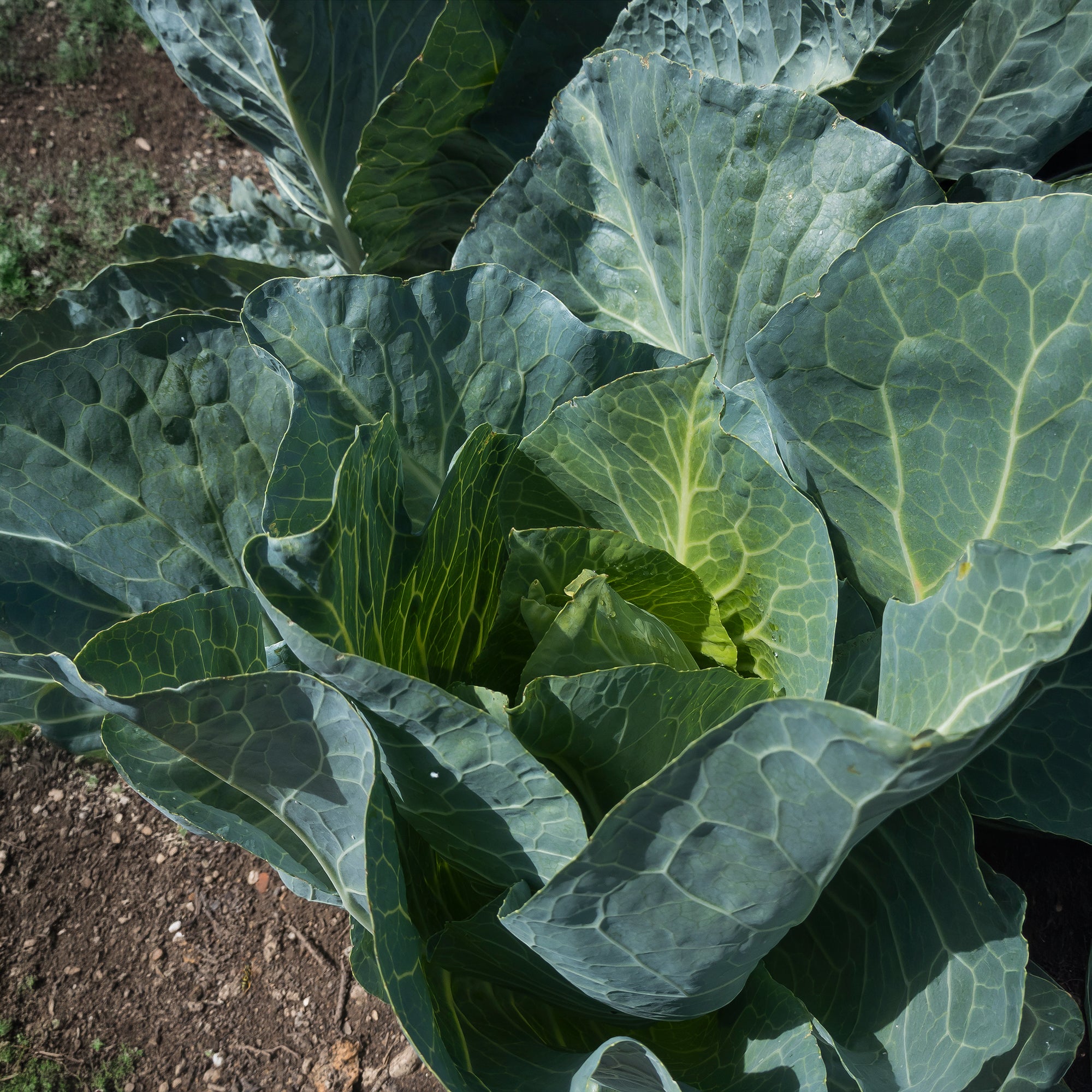 Bakker Chou cabus De Brunswick graines potager 1,2g
