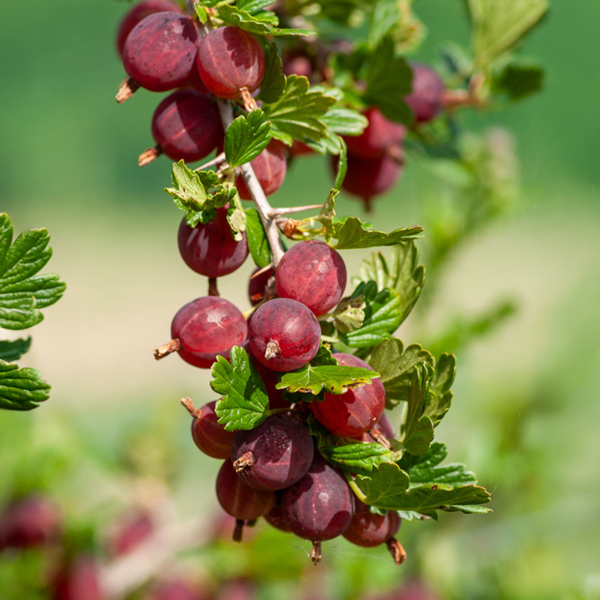 Bakker Groseillier Winham's Industry fruitier 2 racines nues