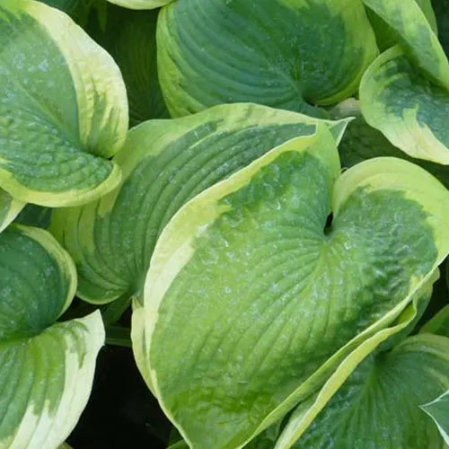 Bakker Hosta Olive Bailey Langdon vivace ombre pot 9cm