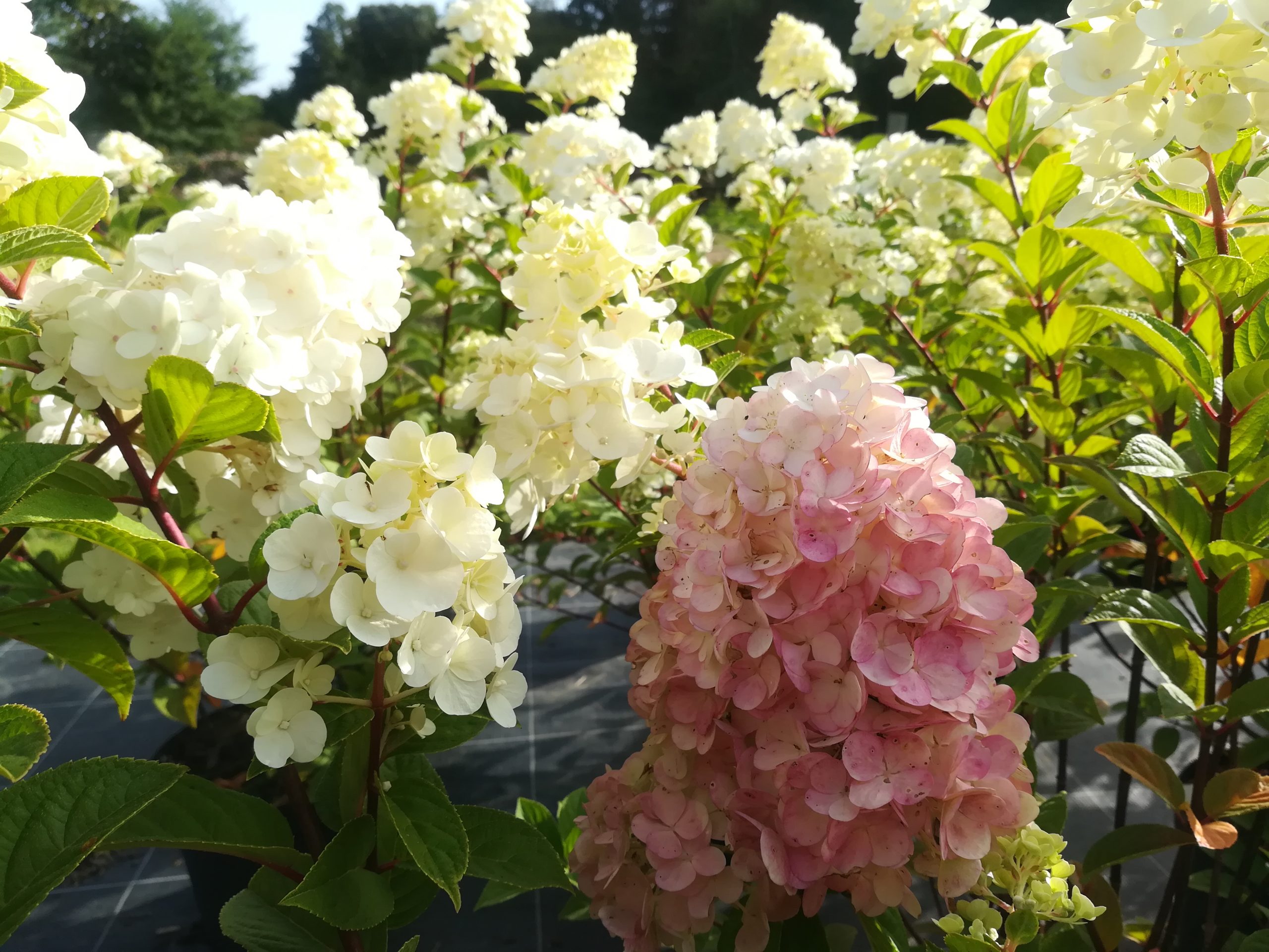 Les Hortensias du Haut Bois Sundae Fraise hortensia panicule nain