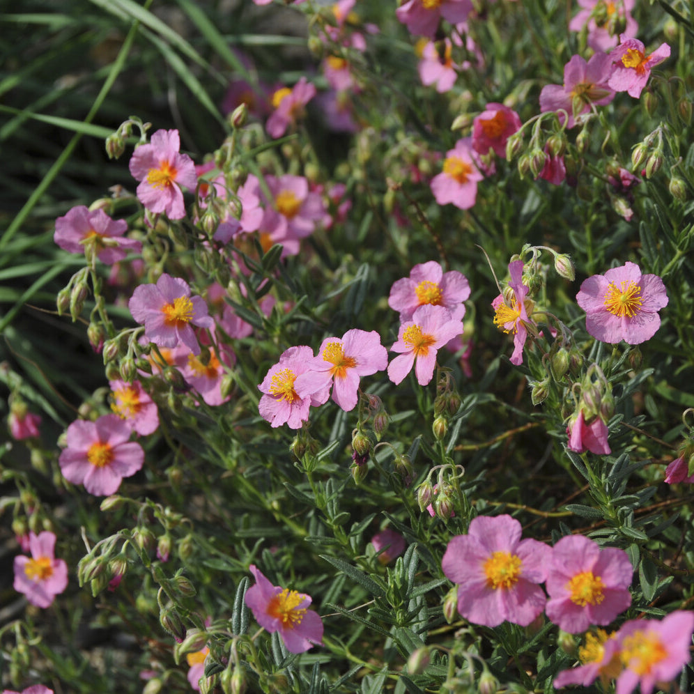 Bakker Plantes vivaces Hélianthème Lawrenson's Pink pot 9 cm