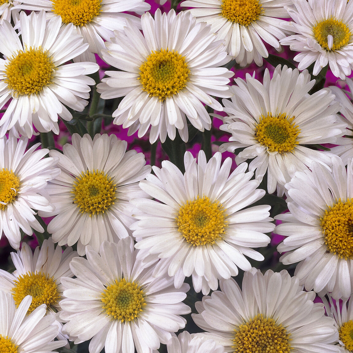 Bakker Aster des Alpes Albus vivace pot 9cm blanc