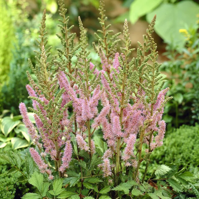 Bakker Astilbe Pumila vivace violette pot 9cm mi-ombre