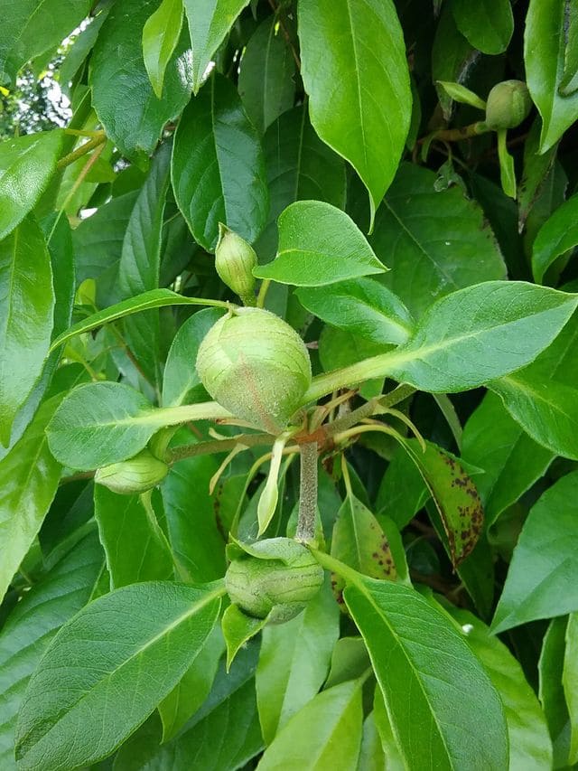Les Hortensias du Haut Bois Seemanii hortensia grimpant persistant