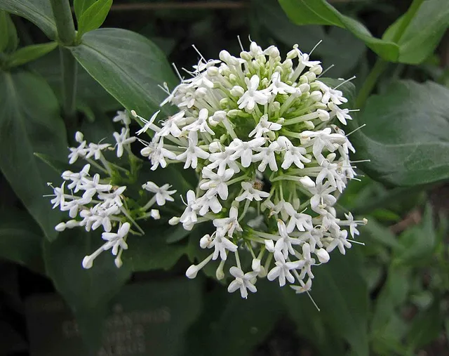 Passion Vivaces Centranthus ruber Albus vivace godet blanc