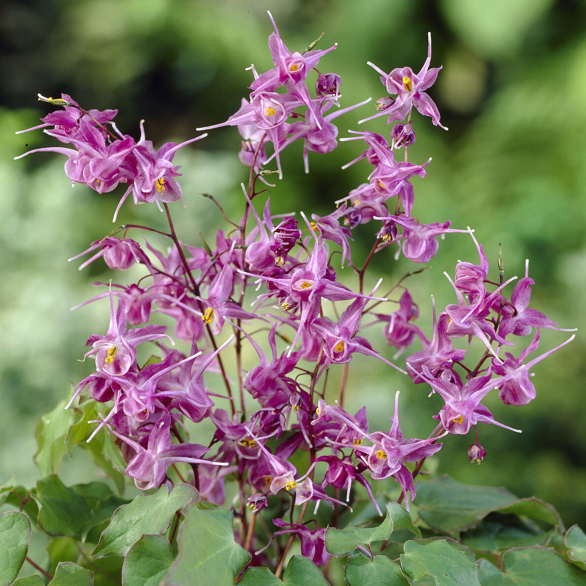 Bakker Lilafee epimedium plante vivace pot 9cm fuchsia