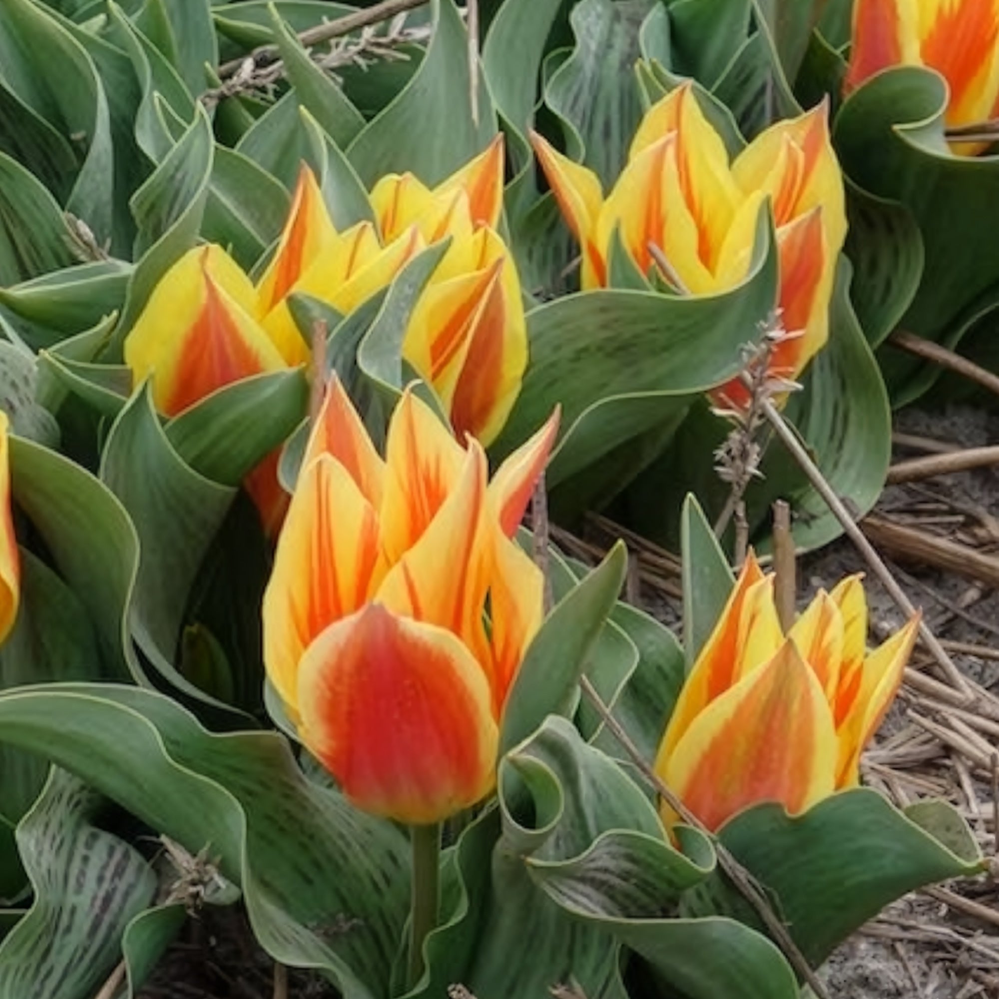 Bakker Winnipeg tulipe botanique sachet 10 bulbes rouge