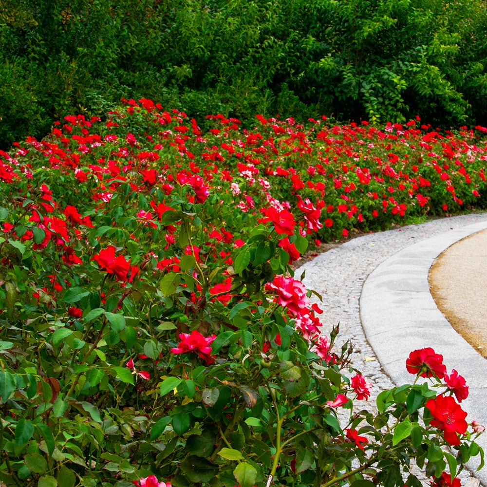 Bakker Rosiers Rosier à massif rouge racine nue floraison continue