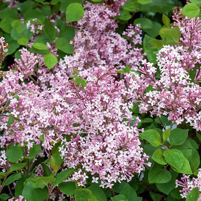 Bakker Arbustes Lilas Prince Charmant pot 2L rose 30-40 cm remontant