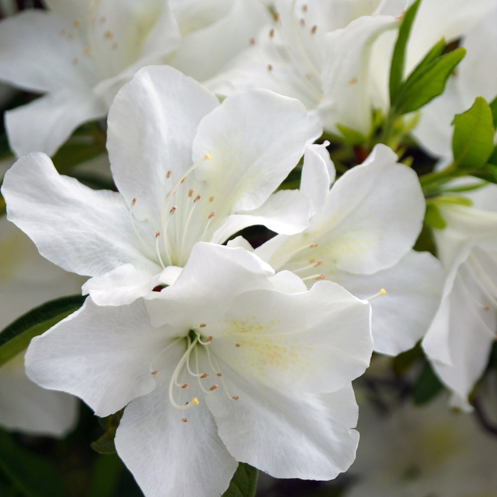 Bakker Azalea Palestrina azalée blanche pot 2L 20-30cm