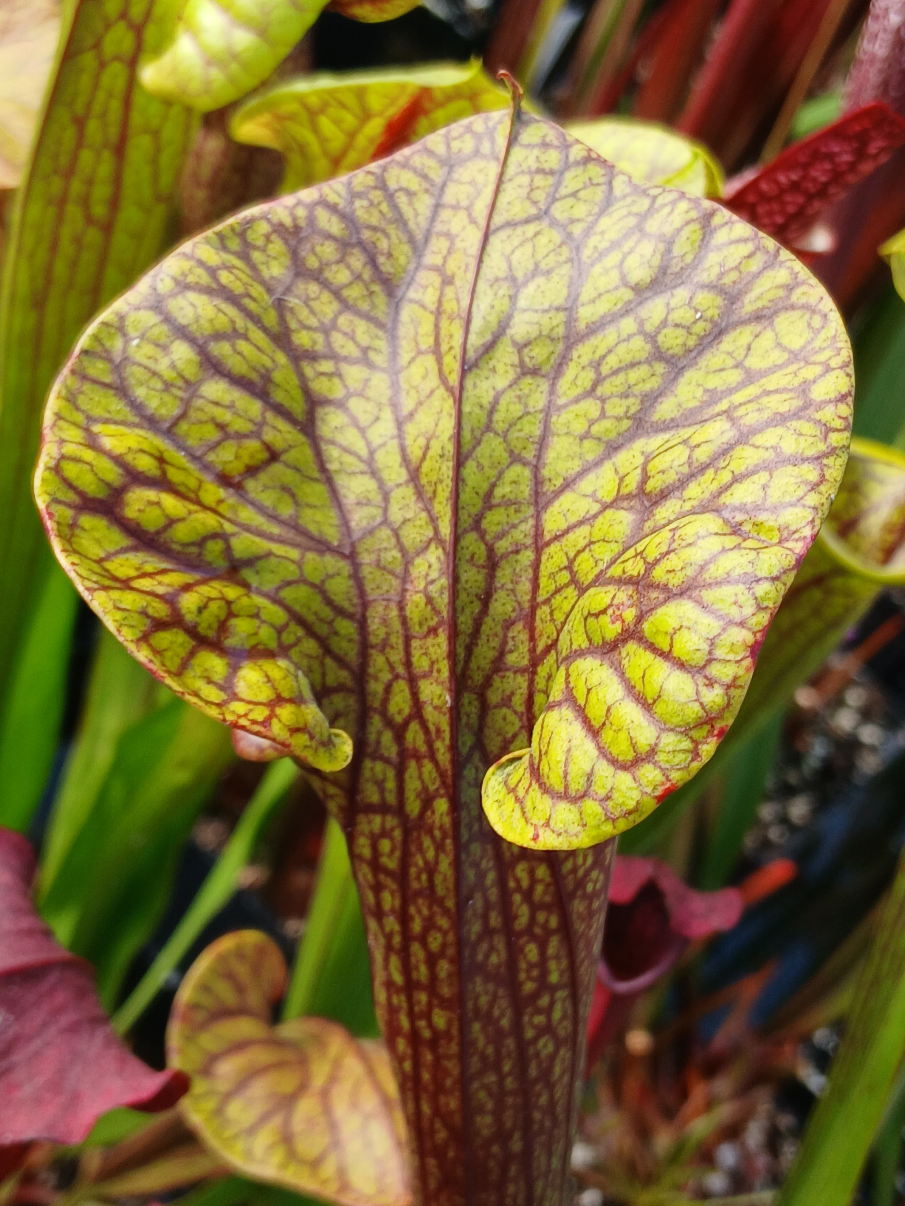 Carniflore Sarracenia flava ornata superornata plante 1 point veinée