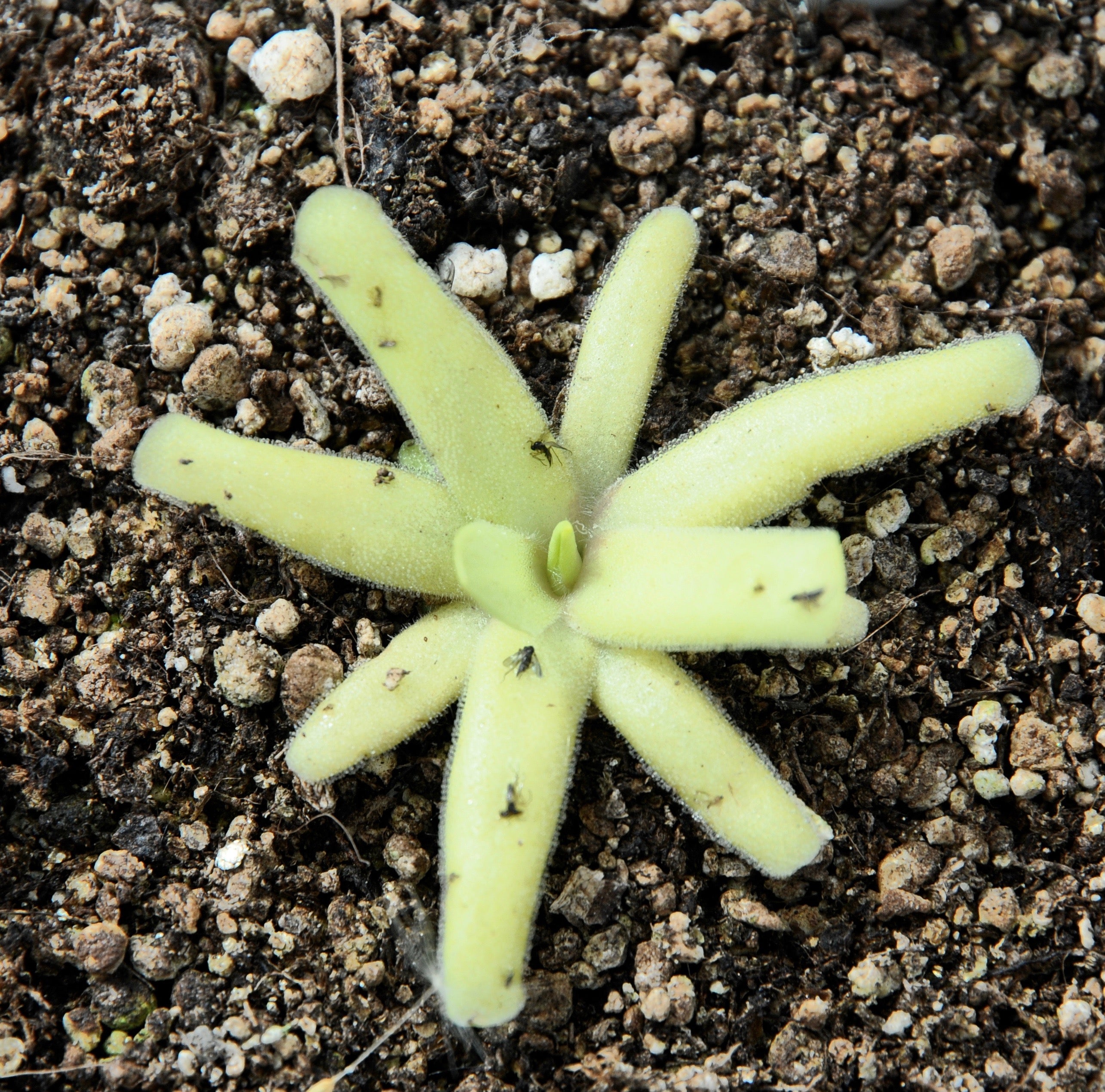 Carniflore Pinguicula moctezumae x pilosa grassette mauve