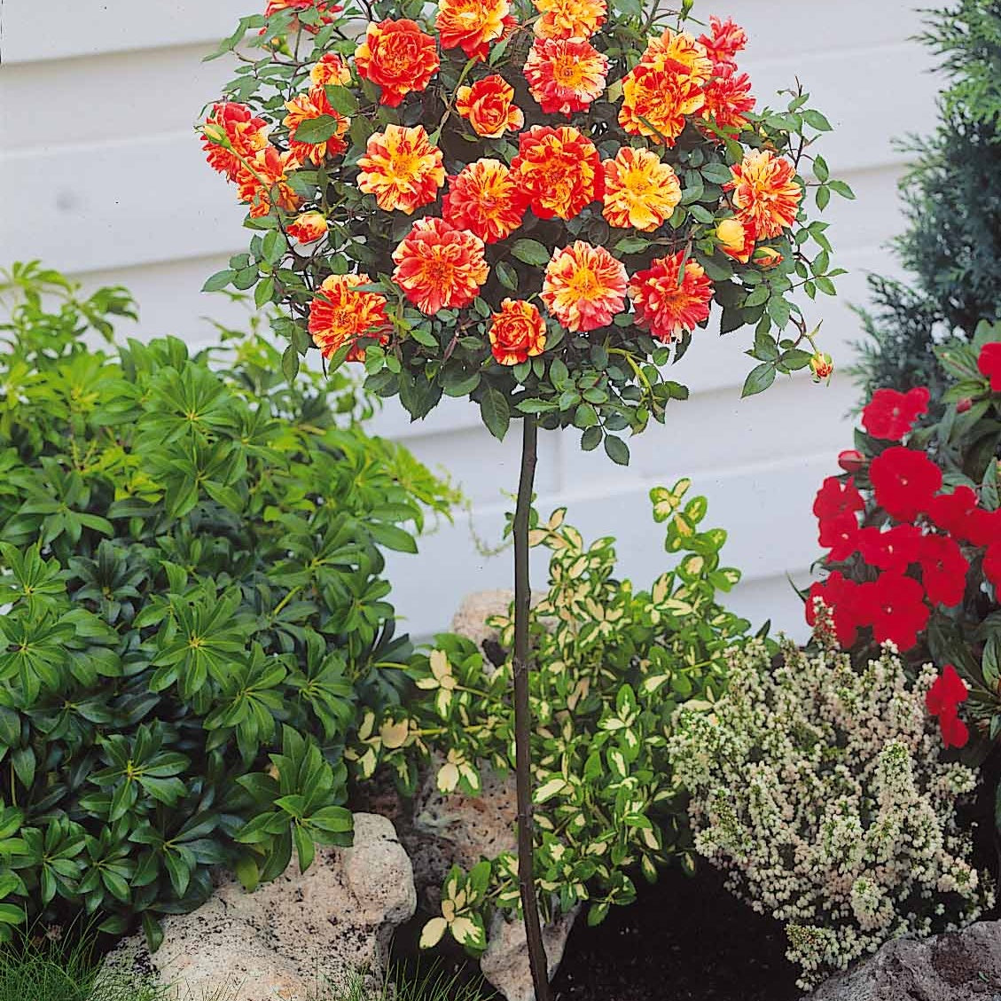 Bakker Rosiers Armida Mousha mini sur tige lot de 2 racines nues