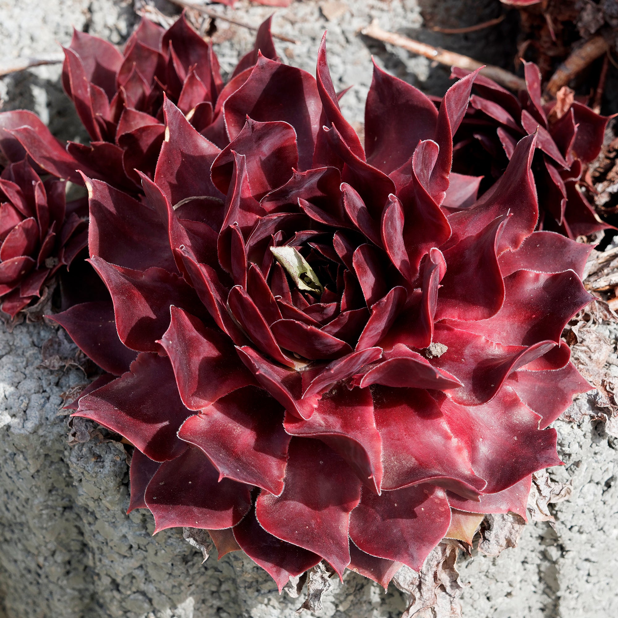 Bakker Joubarbe Chocolate Kiss succulente pot Ø 9 cm soleil