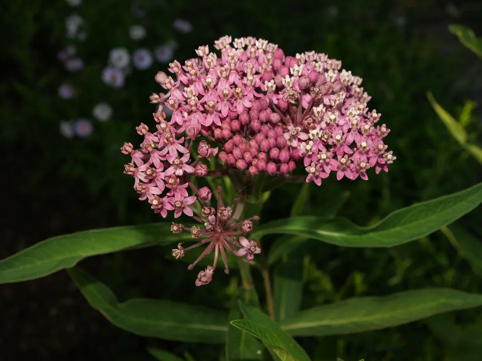 Passion Vivaces Asclepias incarnata plante godet rose carmin