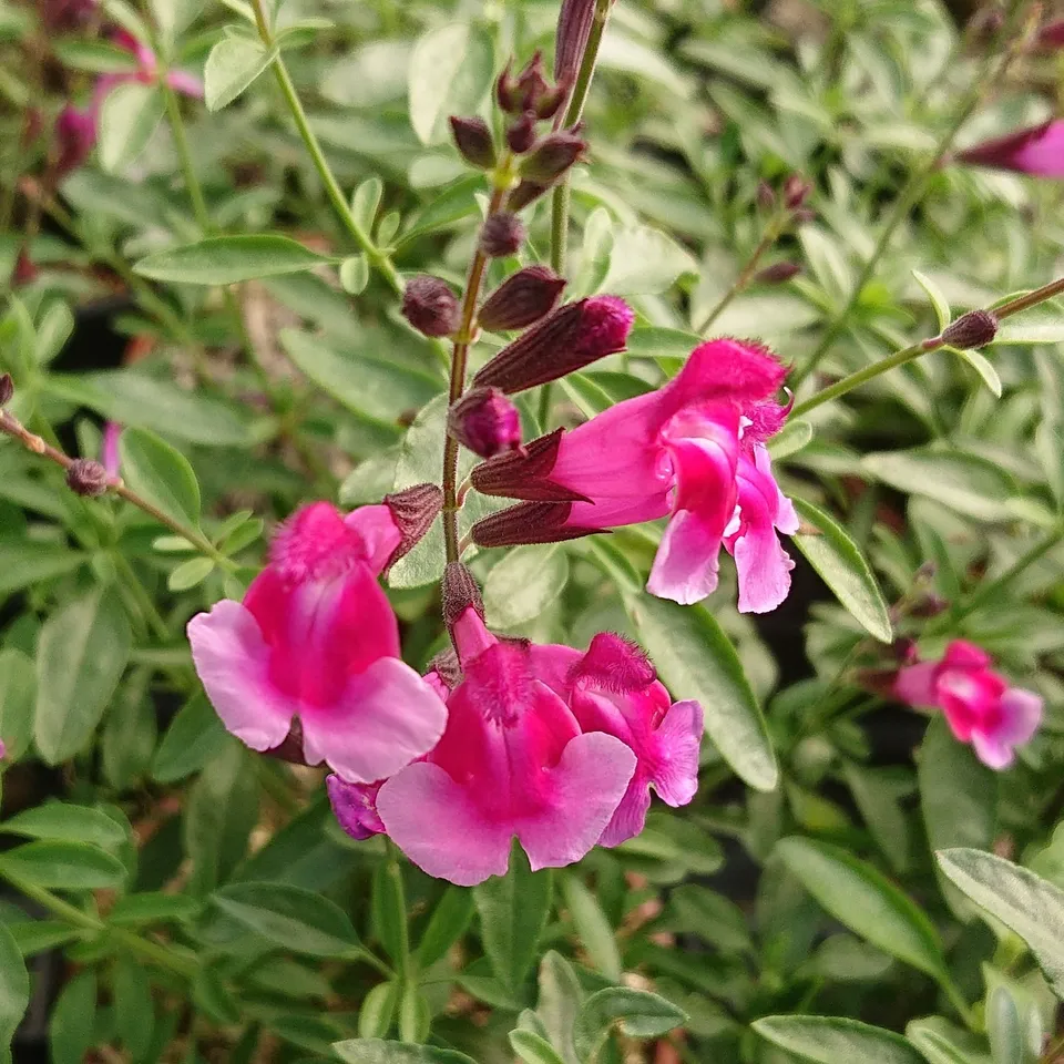 Passion Vivaces Salvia Icing Sugar sauge arbustive godet rose