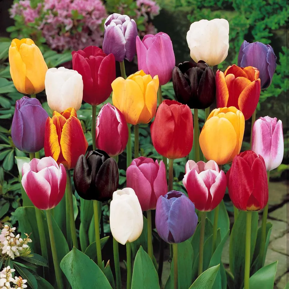 Bakker Collection 3 mois de 60 tulipes bulbes sachet 60