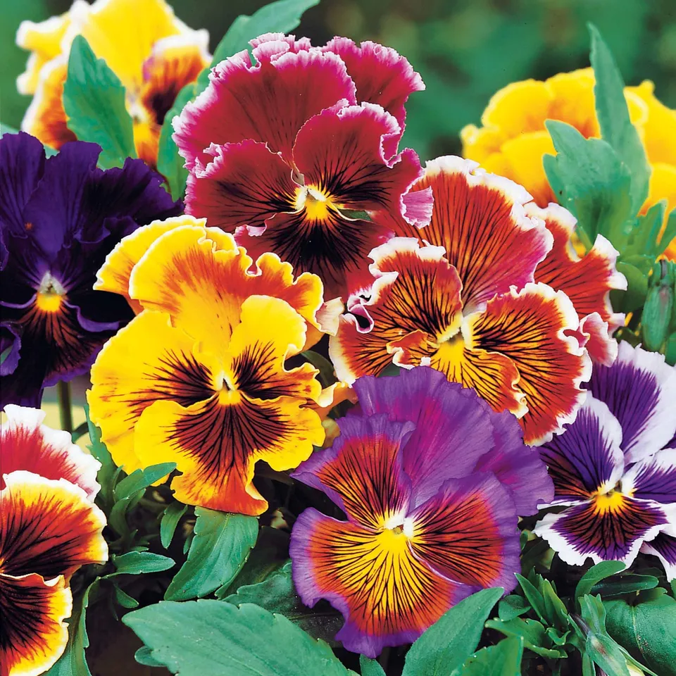 Bakker Pensée Suisse Chalon fleur géante 3 pots 9cm