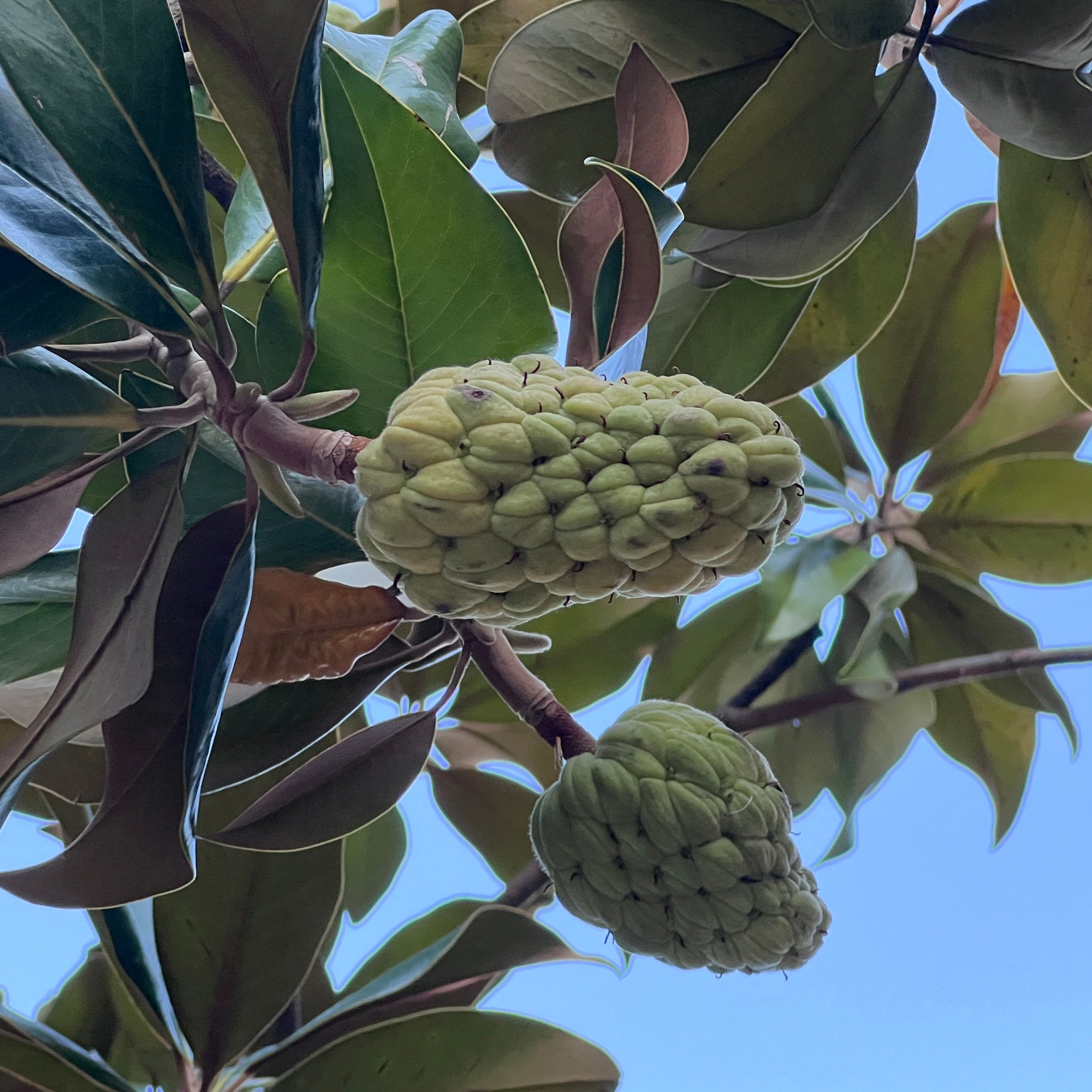Bakker Magnolia grandes fleurs arbre pot Ø9cm persistant