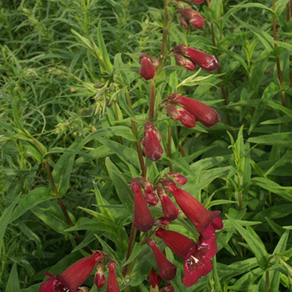 Bakker Galane Blackbird Penstemon rouge pot 8cm