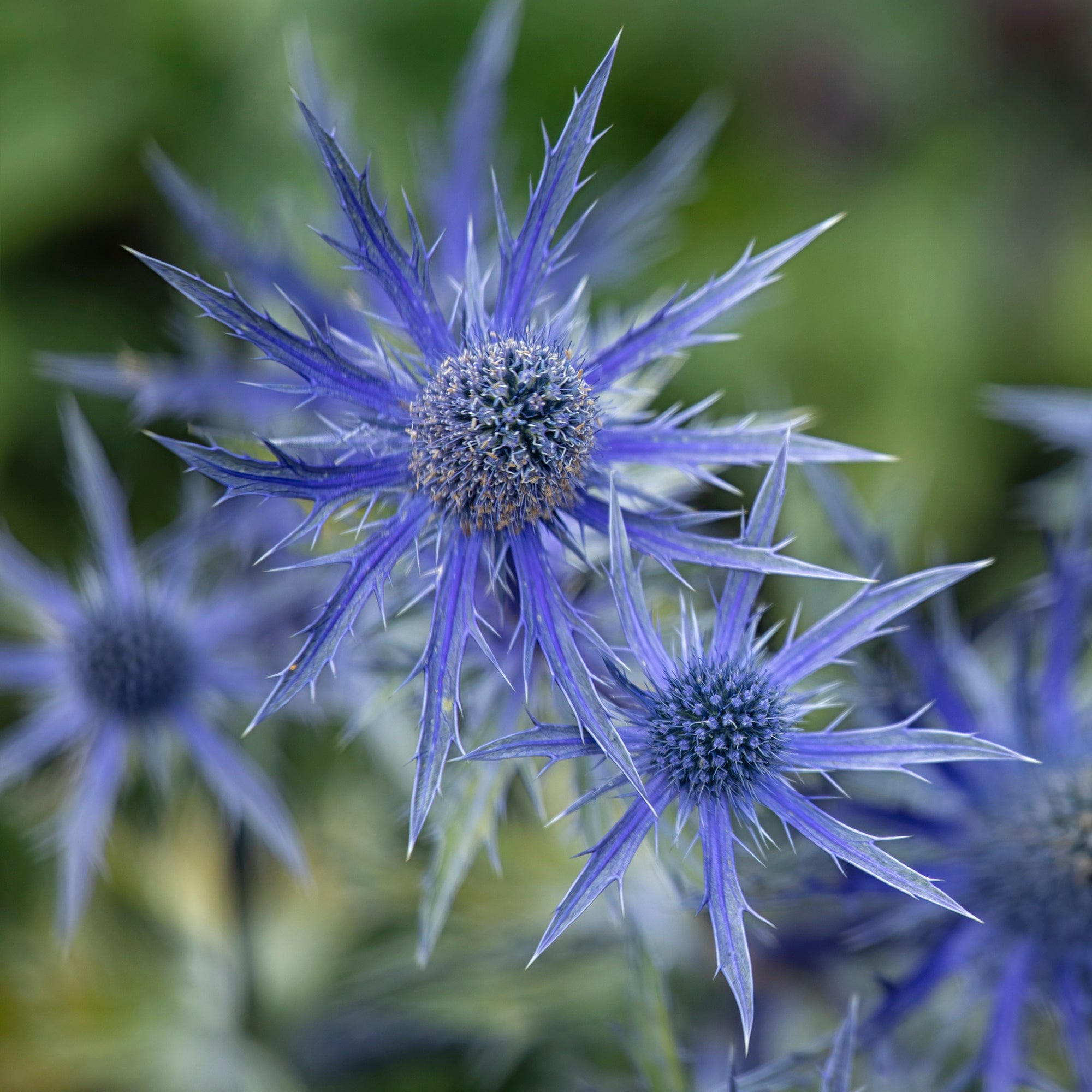 Bakker Panicaut Big Blue hybride pot 8cm bleu acier