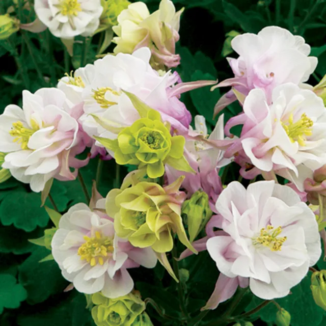 Bakker Winky Rose White ancolie double pot Ø 9cm blanc