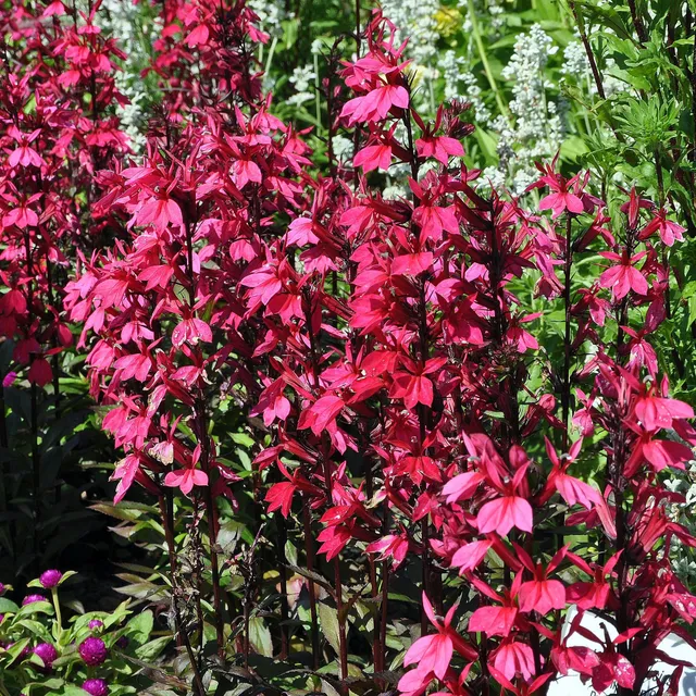 Bakker Plantes vivaces Lobelia Russian Princess vivace pot 8cm fleurs rouges