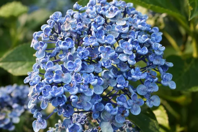Les Hortensias du Haut Bois Ayesha hortensia fleurs rondes godet
