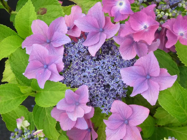 Les Hortensias du Haut Bois Flamingo hortensia fleurs plates rose