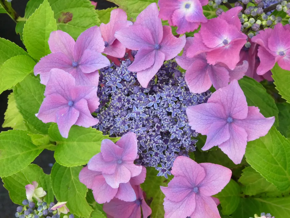 Les Hortensias du Haut Bois Flamingo hortensia fleurs plates rose