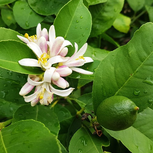 Bakker Fruitiers Limettier Citrus aurantifolia arbre fruitier