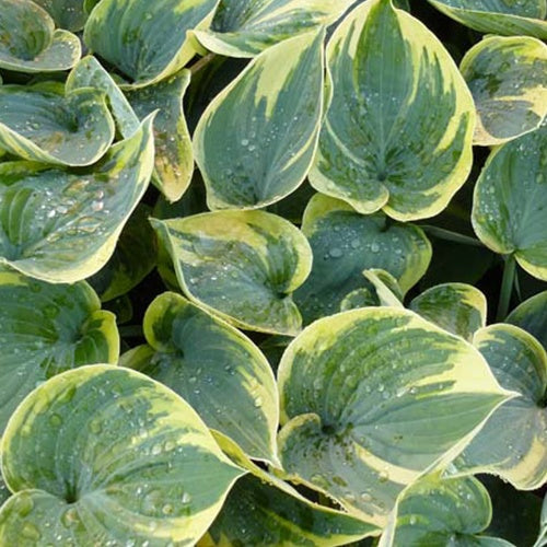 Bakker Hosta Aristocrat plante vivace pot 9cm ombre bleue
