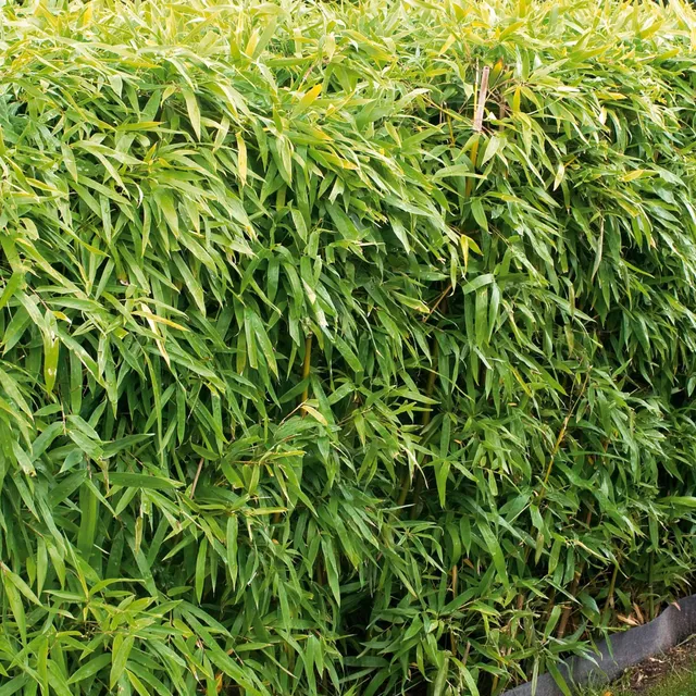 Bakker Bambou de haie non-traçant pot 2L 40-50 cm