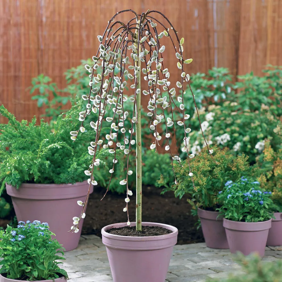 Bakker Saule marsault pleureur arbre tige 60cm pot 3L chatons