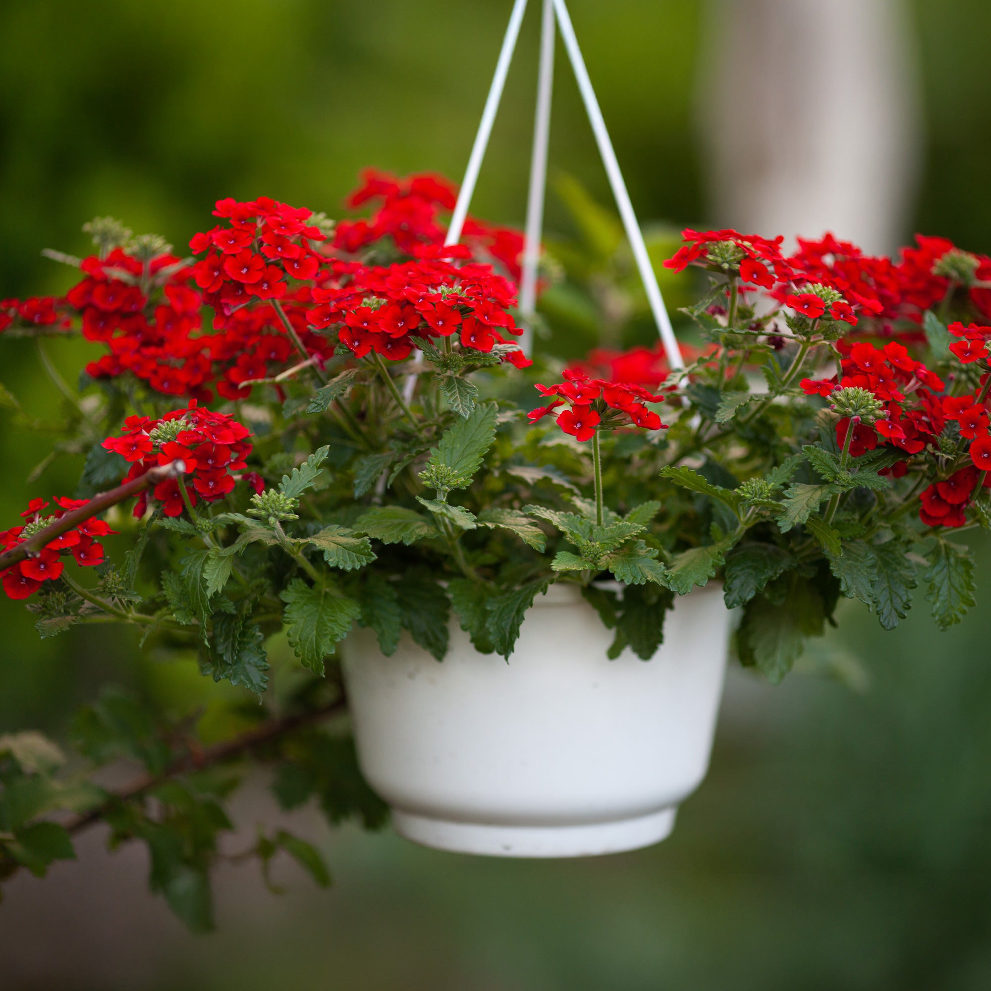 Bakker Verveine retombante rouge Verbena fleur balcon pot 10,5cm
