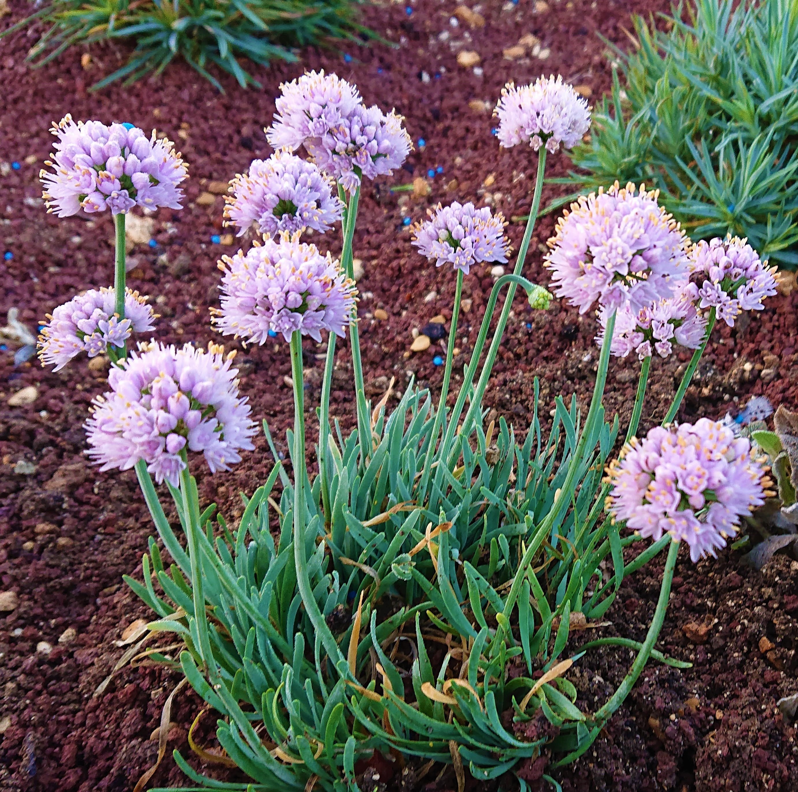 Passion Vivaces Allium senescens Glaucum plante vivace rose lilas