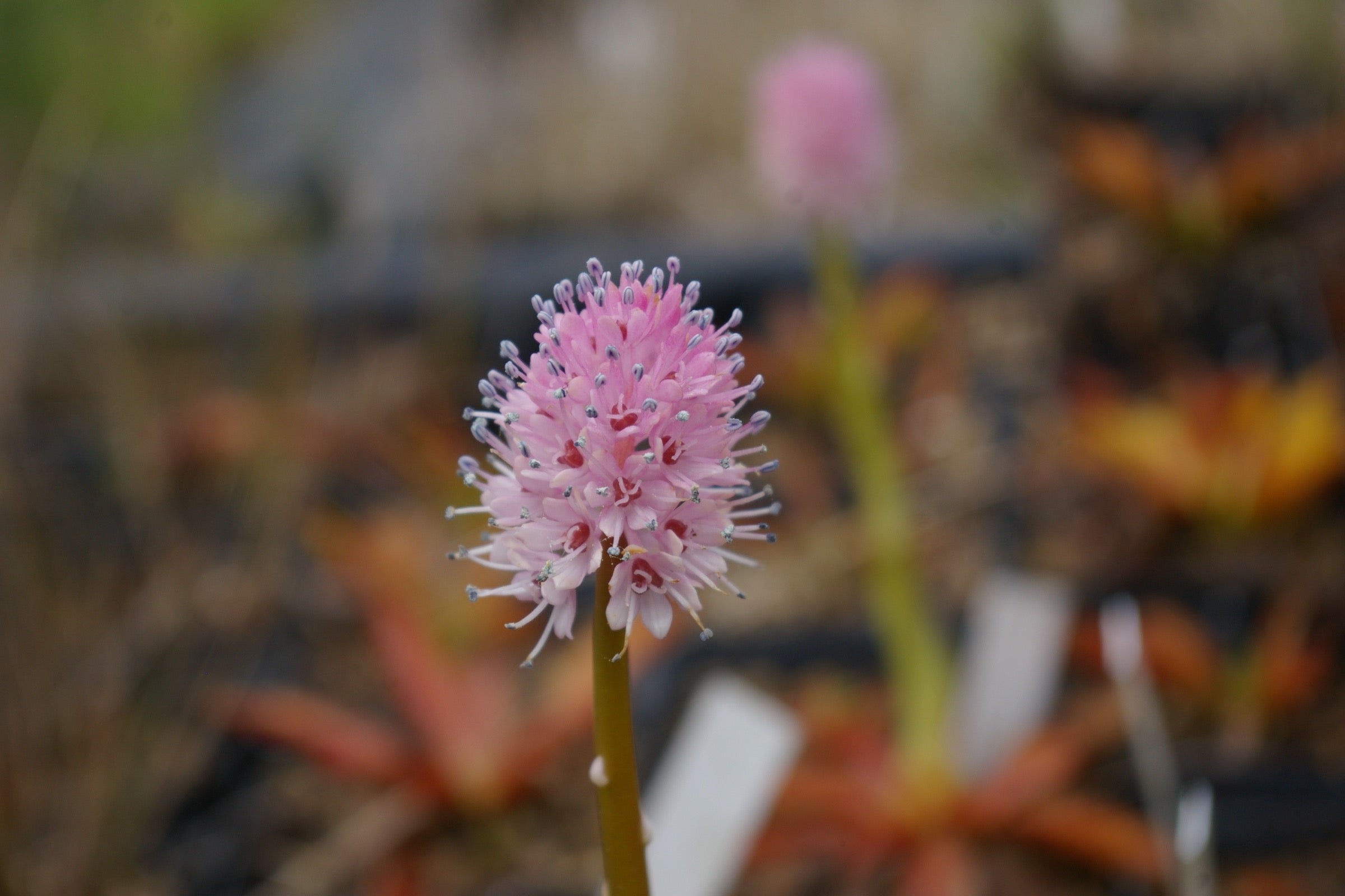 Carniflore Helonias Bullata plante tourbière racines nues